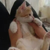 گربه نر ۳ ماهه|گربه|سنقر, |دیوار