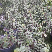 فروش گل|گل و گیاه طبیعی|گرگان, |دیوار