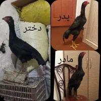 کبوترمیخام