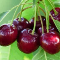 هرس درختان و باغبانی و تیلر زنی باغات و سم پاشی