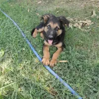 ژرمن|سگ|شوش, |دیوار