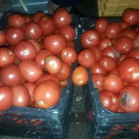 کار در لقمه کبابی