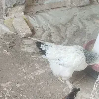 تخم  مرغ نطفه دار .خروس برهما .  ابخوری و دانخوری