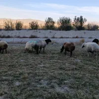 قوچ همو|حیوانات مزرعه|شیروان (خراسان), |دیوار