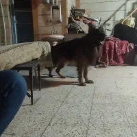 سگ ژرمن شیپر شولاین|سگ|اهواز, منبع اب|دیوار