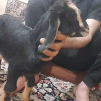 کهره ۳ میلیون مادر نداره مقطوع فقط تماس