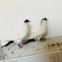 جفت جوانه خال دم افغان