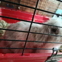 فروش خرگوش لوپ ماده با لوازم کامل