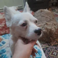 سگ ماده یکسال و نه ماهه