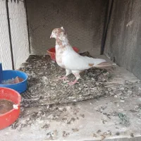 کله زرد کاکلی خوشرنگ