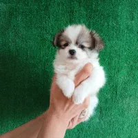 توله پشمالو موبلند