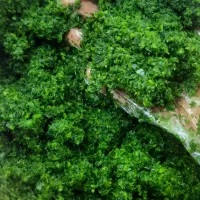 سبزی خوش عطر خوزستان