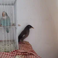 جوجه مینا|پرنده|مشهد, چاهشک|دیوار