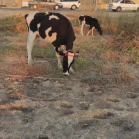 جراحی|حیوانات مزرعه|چمران, |دیوار