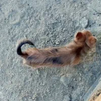 سگ فروشی