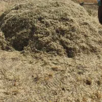 فروش گیاه و‌گزره