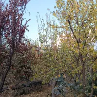 انواع درخت میوه ۸ سال به بالا تنه درشت و خوب|گل و گیاه طبیعی|چهاردانگه (تهران), |دیوار