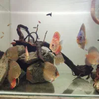 اکواریوم دیسکس