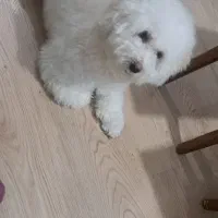 مالتیز ماده