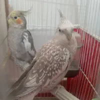 عروس هلندی ماده وایت فیس مرواریدی