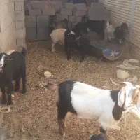 بزه کهردار|حیوانات مزرعه|شیراز, کرونی(خاتونک)|دیوار