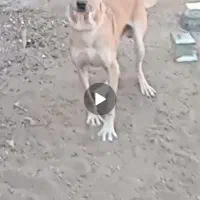 حیوانات اهلی|سگ|تربت جام, بوستان وحدت|دیوار