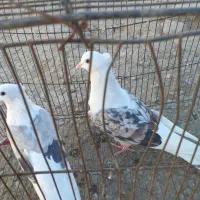 کفترنرسرخ پلنگ عروسک ماده کاغذی