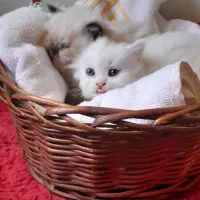 گربه خوشگل|گربه|تبریز, |دیوار