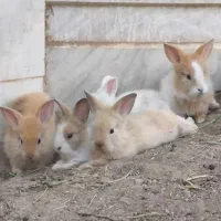 بچه خرگوش پشمالو