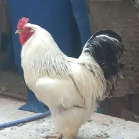 مرغ وخروس برهما