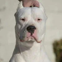 سایکو|سگ|محمدشهر, محمدشهر|دیوار