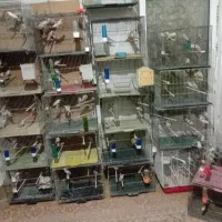 235 عدد فنچ نرگسی شکلاتی گلدین کرواتی قناری