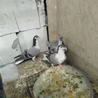 کفتر