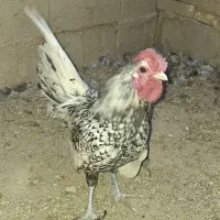 خروس مینیاتوری و ابریشمی|حیوانات مزرعه|یزد, |دیوار
