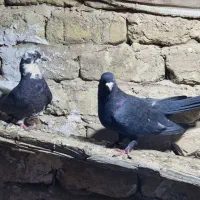 کبوتر پرشی|پرنده|قم, نیروگاه|دیوار