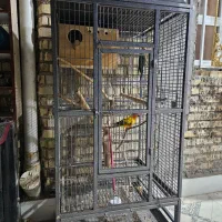 طوطی خورشیدی شرطی|پرنده|سوسنگرد, |دیوار