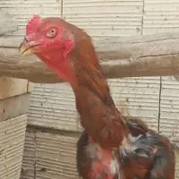 یک عدد خروس لاری