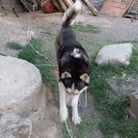 هاسگی نر و باهوش|سگ|تربت جام, شهید غلام زاده|دیوار