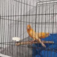 جفت قناری قرمز