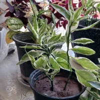 گل طبیعی|گل و گیاه طبیعی|خوی, |دیوار