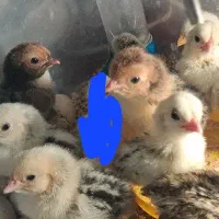 سبرایت