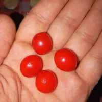 سکه و عقیق هایه قدیمی|کلکسیون سکه، تمبر، اسکناس|گنبد کاووس, |دیوار