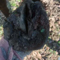 نعل بندی اسب|اسب و تجهیزات اسب‌سواری|فومن, |دیوار