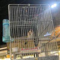 دوستان عشق باز سهر تازه داره صاف میکنه