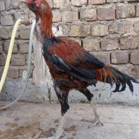 مرغ و خروس لاری|حیوانات مزرعه|قم, جمکران|دیوار