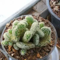 انواع و اقسام گل و کاکتوس و سانسوریا پُر|گل و گیاه طبیعی|بروجرد, |دیوار