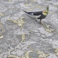 گمشده عروس هلندی