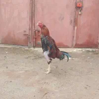 خروس لاری اصل