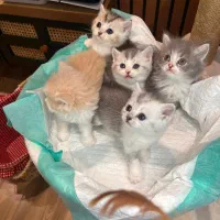 شهر گربه های با کیفیت