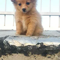 توله پامر|سگ|گلپایگان, |دیوار